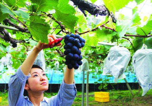 Đi đơn hàng Nông nghiệp trồng trọt tại Nhật thì làm những công việc gì