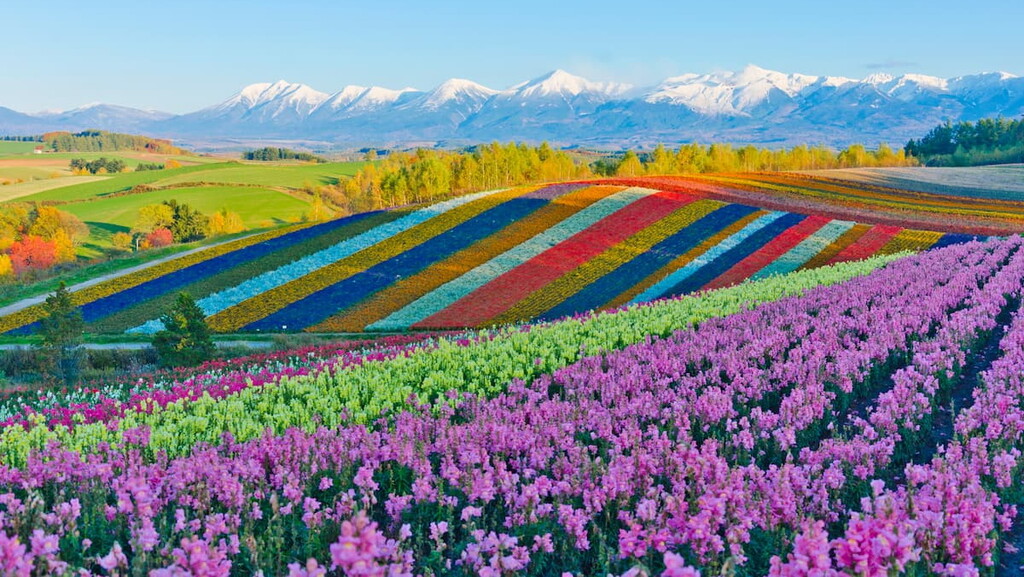 Summer-Flower-Fields-Biei-Hokkaido